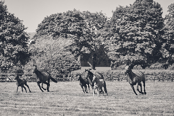 The-National-Stud-Dominic-James_DJ_5383