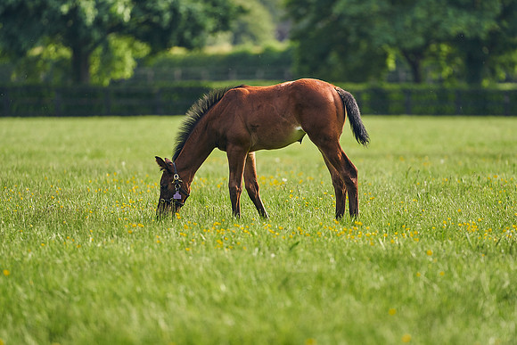 The-National-Stud-Dominic-James_DJ_5560