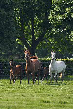 The-National-Stud-Dominic-James_DJ_5363