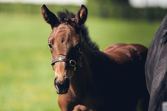 The-National-Stud-Dominic-James_DJ_3454