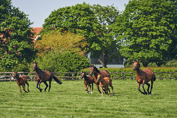 The-National-Stud-Dominic-James_DJ_5384