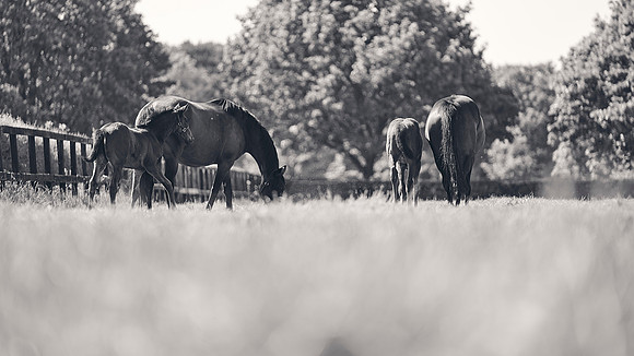 The-National-Stud-Dominic-James_DJ_3430