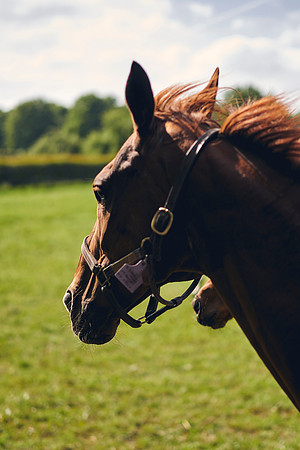 The-National-Stud-Dominic-James_DOM9574