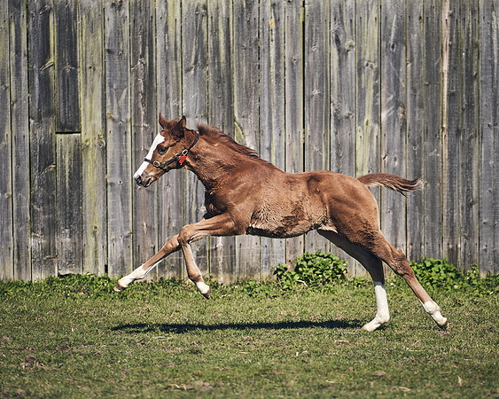 NATS-STUD-FOALS-2020-DJ-1592