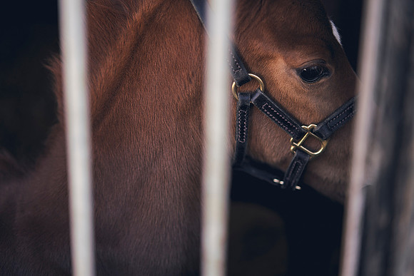 The-National-Stud-Dominic-James_DOM9770