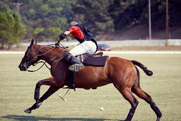 Oyster Cup Polo tournament