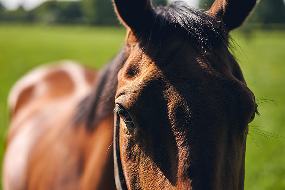 The-National-Stud-Dominic-James_DOM9894