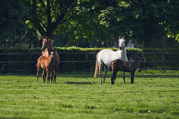The-National-Stud-Dominic-James_DJ_5359