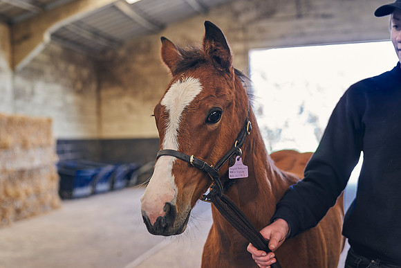 The-National-Stud-Dominic-James_DJ_4852