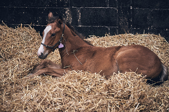 The-National-Stud-Dominic-James_DJ_4590