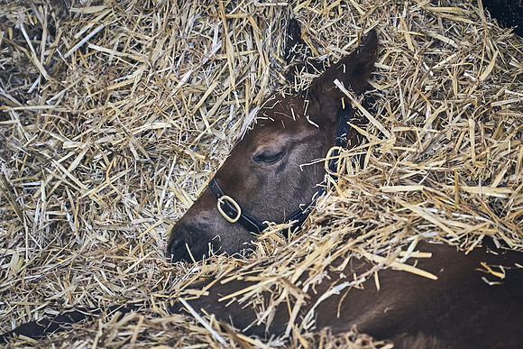 NATS-STUD-FOALS-2020-DJ-0070