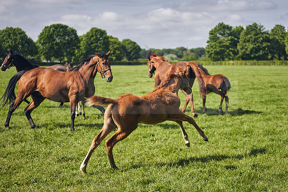 The-National-Stud-Dominic-James_DOM9560