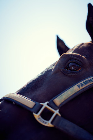 Oyster Cup Polo tournament