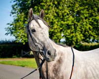 010C Andrew Balding