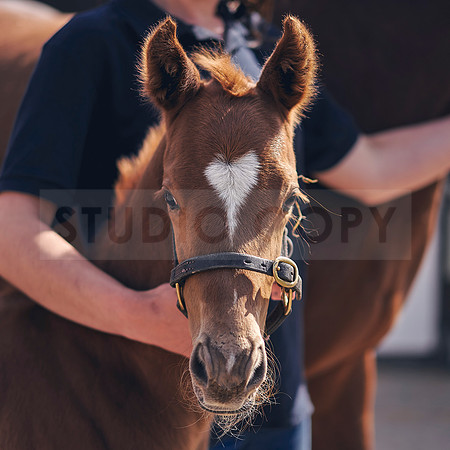 The-National-Stud-Dominic-James_DOM9812