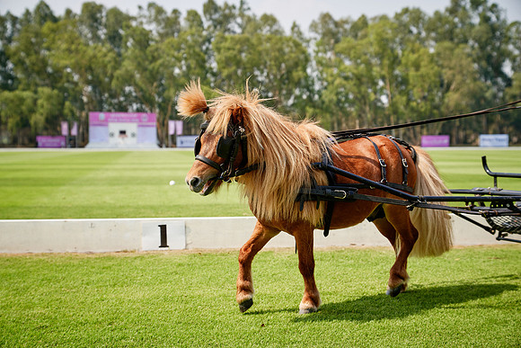 THAI-PINK-POLO-2020-Dominic-James_DJ77528.ARW-9138