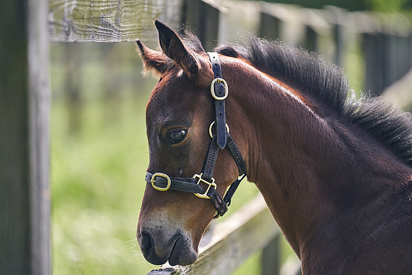 The-National-Stud-Dominic-James_DJ_5050