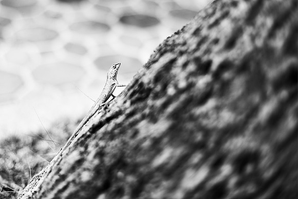 _DSC1341.ARW