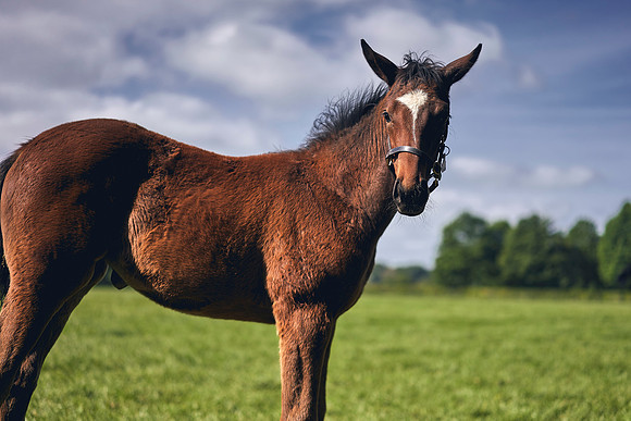 The-National-Stud-Dominic-James_DOM9507