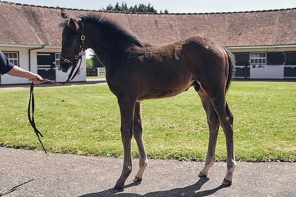 The-National-Stud-Dominic-James_DJ_4487