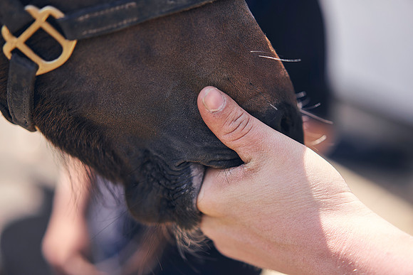 The-National-Stud-Dominic-James_DOM0414