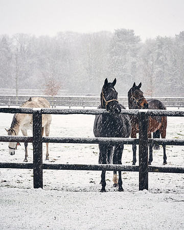 NATIONAL-STUD-27th-FEB-DJ-_DJ94232.ARW-5386