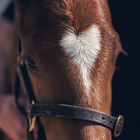 The-National-Stud-Dominic-James_DOM9816