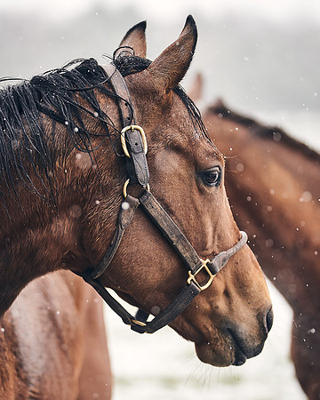 NATIONAL-STUD-27th-FEB-DJ-_DJ94950.ARW-6104