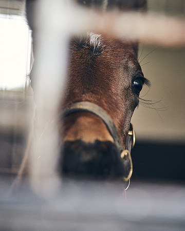 NATIONAL-STUD-27th-FEB-DJ-_DJ95173.ARW-6327
