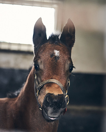 NATIONAL-STUD-27th-FEB-DJ-_DJ95156.ARW-6310