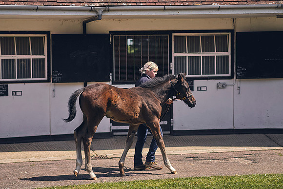 The-National-Stud-Dominic-James_DOM0188