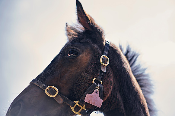 The-National-Stud-Dominic-James_DOM0284