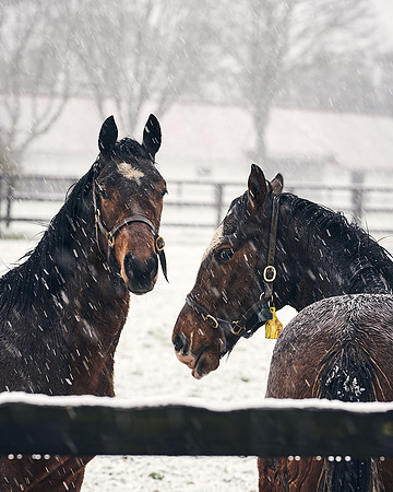 NATIONAL-STUD-27th-FEB-DJ-_DJ94297.ARW-5451