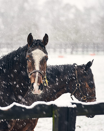 NATIONAL-STUD-27th-FEB-DJ-_DJ94311.ARW-5465