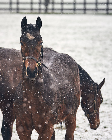 NATIONAL-STUD-27th-FEB-DJ-_DJ94360.ARW-5514