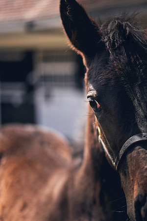 The-National-Stud-Dominic-James_DOM0450