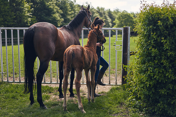 The-National-Stud-Dominic-James_DOM9702