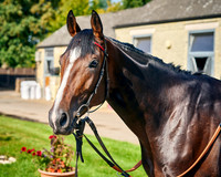 005A William Haggas