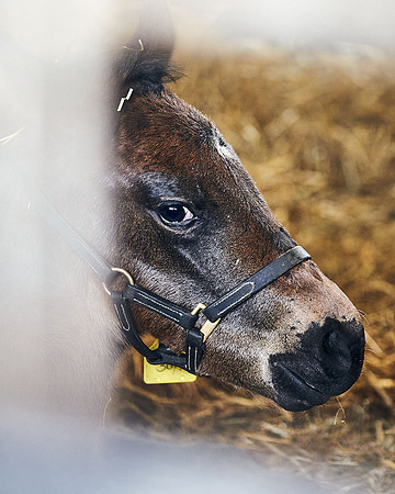 NATIONAL-STUD-27th-FEB-DJ-_DJ95195.ARW-6349