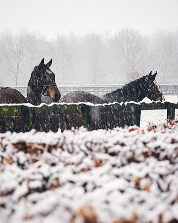NATIONAL-STUD-27th-FEB-DJ-_DJ94219.ARW-5373