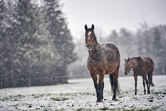NATIONAL-STUD-27th-FEB-DJ-_DJ94736.ARW-5890