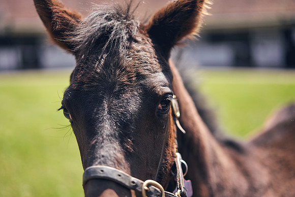 The-National-Stud-Dominic-James_DOM0316
