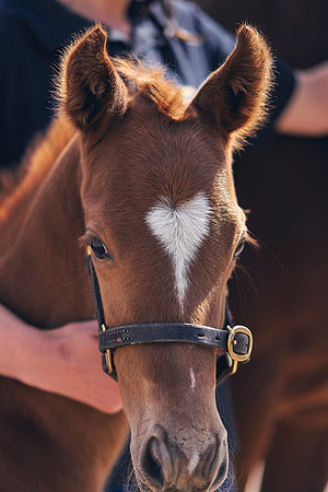 The-National-Stud-Dominic-James_DOM9810