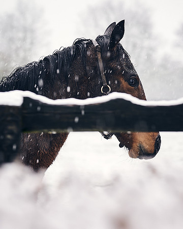 NATIONAL-STUD-27th-FEB-DJ-_DJ94346.ARW-5500
