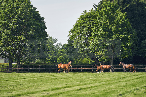 The-National-Stud-Dominic-James_DJ_5272