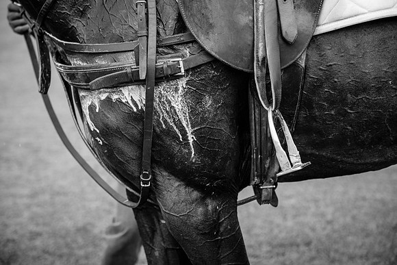 Royal Salute Gold Cup 2012 China Polo Open Tournament