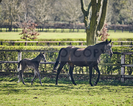NATS-STUD-FOALS-2020-DJ-1278