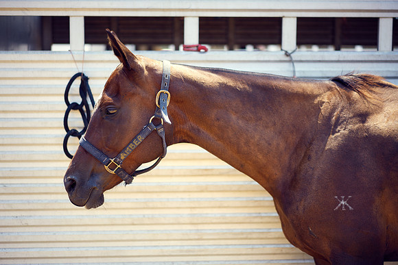 Oyster Cup Polo tournament
