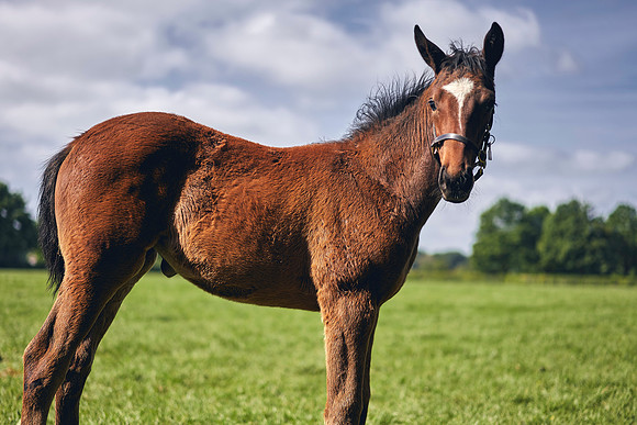 The-National-Stud-Dominic-James_DOM9508
