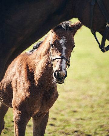 NATS-STUD-FOALS-2020-DJ-1815
